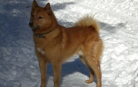 Karelian Bear Dog in the snow
