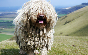 Комондор в горах