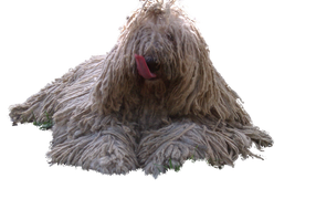 Комондор показывает язык