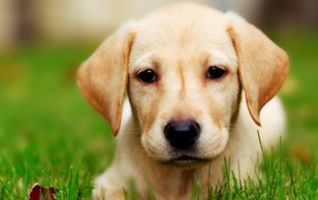 Щенок собаки лабрадор