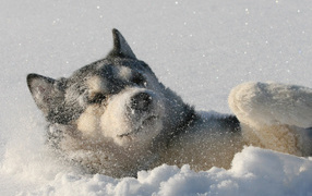 Laika lies in the snow