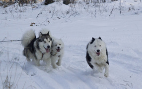 Лайки бегут по лесу