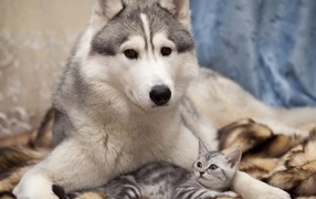 Laika with kitten