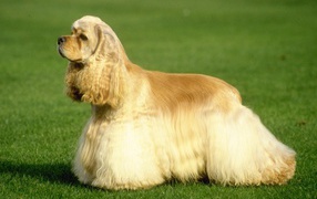 Ухоженный английский спаниэль