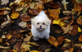 Lap dog in autumn park