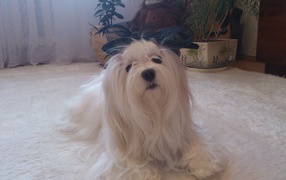 Болонка в квартире