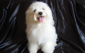 Болонка на чёрном фоне