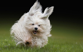 Lap dog runs through the grass