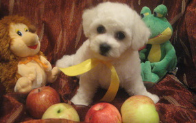 Болонка среди игрушек