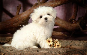 Lapdogs puppy with flowers