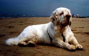 Большой спаниель на пляже