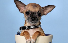 Little Chihuahua in a cup
