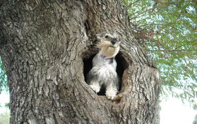 Little Schnauzer on a tree