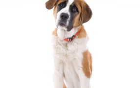 Маленький пес сенбернар