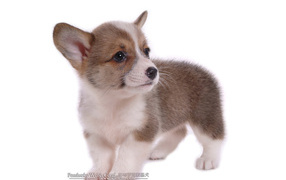 Маленький щенок вельш-корги