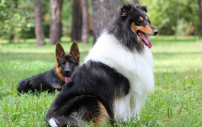 Long-haired collie dog
