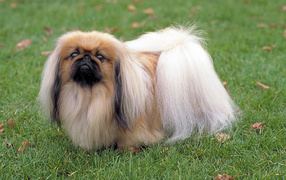 Longhaired Pekinese on the grass