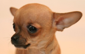 Взгляд собаки чихуахуа