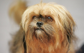 Взгляд милашки пекинеса