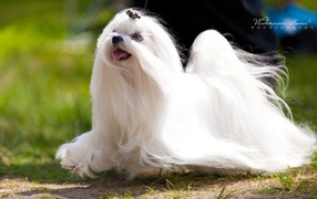 Мальтийская болонка бежит