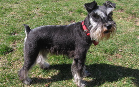 Миниатюрный шнауцер в красном ошейнике