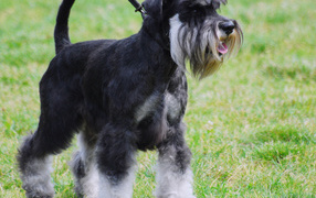 Миниатюрный шнауцер на прогулке