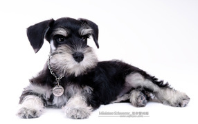 Миниатюрный шнауцер с наградой