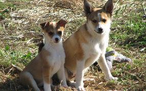 Мама норвежский лундехунд с щенком