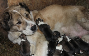 Mom alabai with puppies