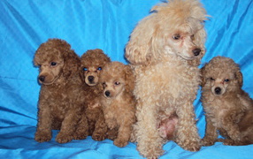 Mom poodle with puppies