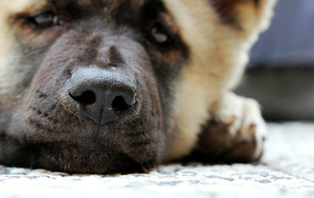 Мордочка американской акиты