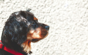 Мордочка кавалер кинг чарльз спаниеля