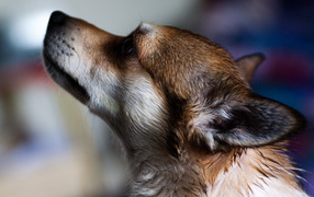 Мордочка норвежского лундехунда