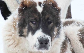 Muzzle alabai in the snow