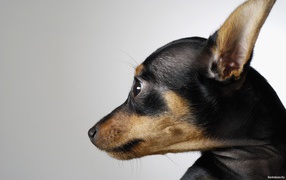 Muzzle chihuahua dog