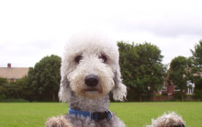 Мордашка собаки бедлингтон терьер