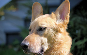 Морда пса чинук