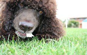 Морда собаки ирландский водяной спаниель
