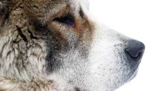 Морда собаки алабая