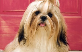 Ухоженная собака шитцу