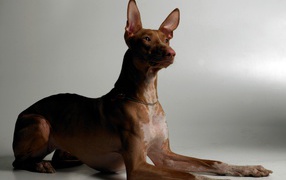 Благородная фараонова собака