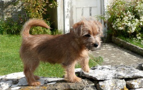 Норфолк терьер на камнях