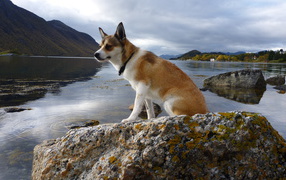 Норвежский лундехунд на камне