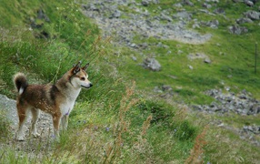 Норвежский лундехунд в горах