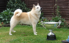 Норвежский лундехунд с наградой