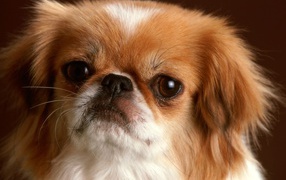 Обиженная морда пекинеса