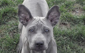 Ах этот взгляд тайского риджбека