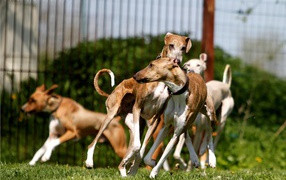 Стая собак азавак