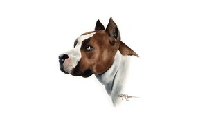 Painted pit bull dog