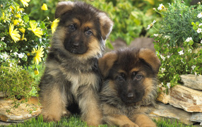 Pair of German Shepherd puppies